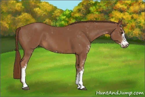 Horse Color:Chestnut Sabino