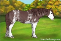 Horse Color:White Spotted Chocolate Grullo Sabino Splash
