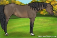 Horse Color:Brown Dun