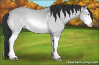 Horse Color:White Spotted Bay Chinchilla Splash 