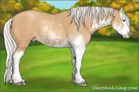 Horse Color:Silver Amber Champagne Sabino Splash 