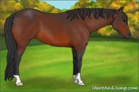 Horse Color:Bay 