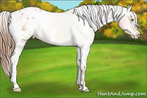 Horse Color:White Spotted Amber Champagne Appaloosa 