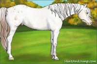 Horse Color:White Spotted Amber Champagne Appaloosa 