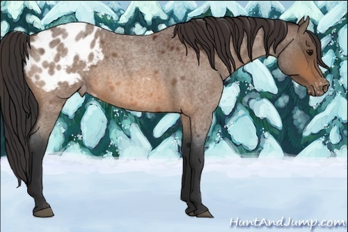 Horse Color:Bay Roan Appaloosa 