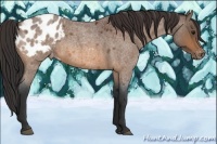 Horse Color:Bay Roan Appaloosa 
