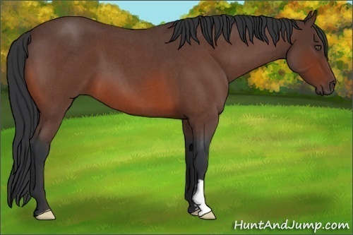 Horse Color:Bay Roan Frame 