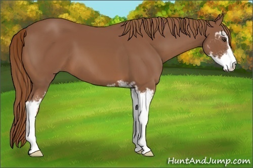 Horse Color:Chestnut Sabino 
