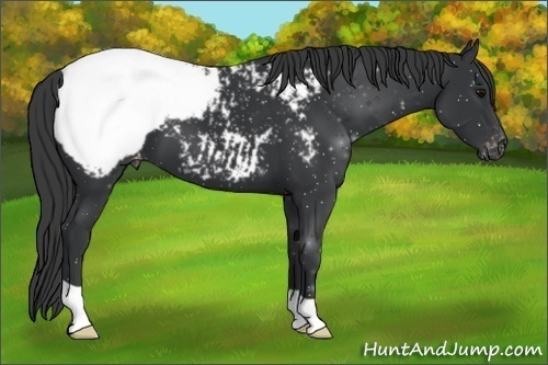 Horse Color:Black Appaloosa