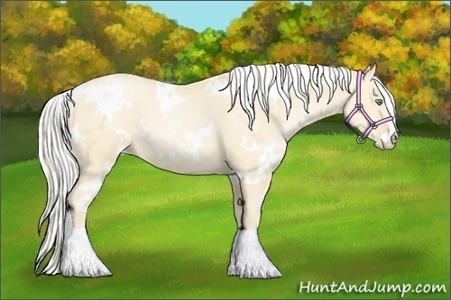 Horse Color:White Spotted Silver Buckskin Pearl Sabino