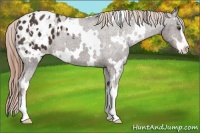 Horse Color:White Spotted Liver Chestnut Sabino Appaloosa