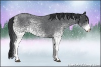 Horse Color:White Spotted Blue Roan 