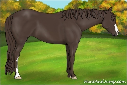 Horse Color:Liver Chestnut 