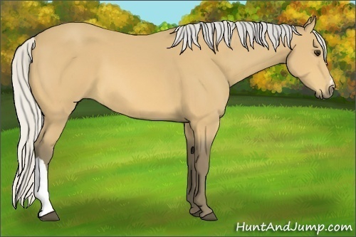 Horse Color:Silver Buckskin