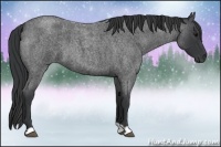 Horse Color:Blue Roan 