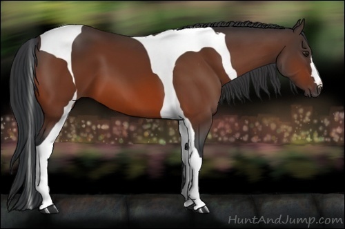 Horse Color:Bay Tobiano 