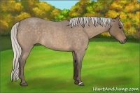 Horse Color:Silver Buckskin Roan 