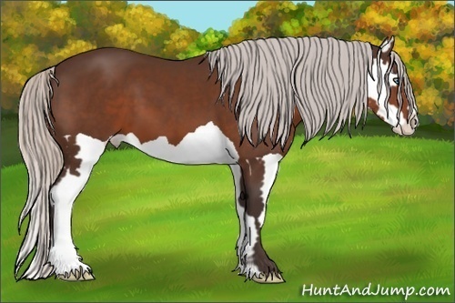 Horse Color:Silver Bay Splash Frame
