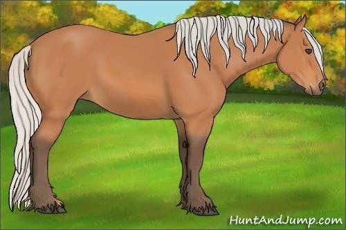 Horse Color:Silver Bay 