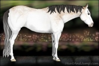 Horse Color:White Spotted Buckskin Splash 