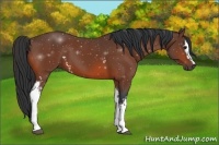 Horse Color:White Spotted Bay 