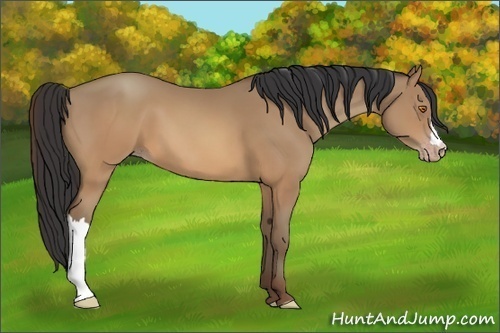 Horse Color:Sable Champagne