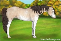 Horse Color:White Spotted Sable Champagne Roan 