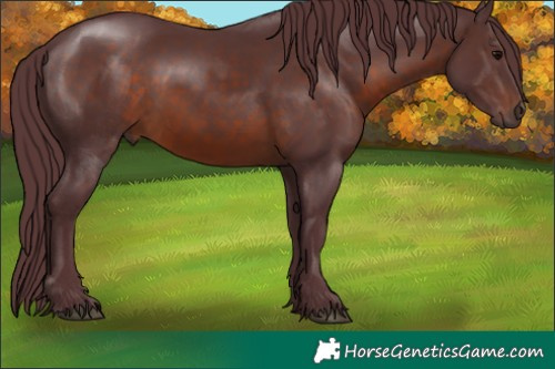 Horse Color:Chocolate Brown 