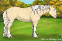 Horse Color:White Spotted Silver Amber Cream Champagne Dun
