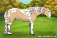 Horse Color:Silver Bay Dun Splash Tobiano