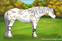 Horse Color:Bay Dun Splash Tobiano Rabicano 