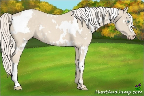 Horse Color:White Spotted Cremello 