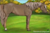 Horse Color:Chocolate Palomino Sabino