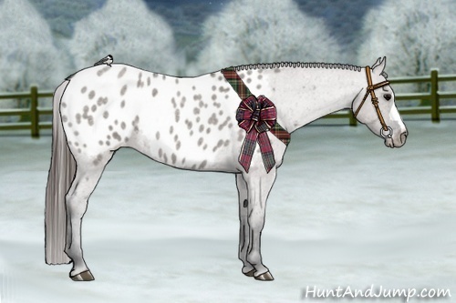 Horse Color:Grullo Roan Appaloosa 