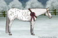 Horse Color:Grullo Roan Appaloosa 