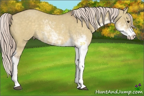 Horse Color:Chocolate Palomino Dun Sabino 
