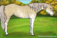Horse Color:Chocolate Palomino Dun Sabino