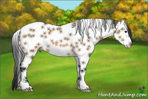 Horse Color:Bay Dun Splash Tobiano 