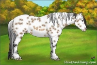 Horse Color:Bay Dun Splash Tobiano 
