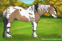 Horse Color:Bay Dun Sabino Splash Tobiano