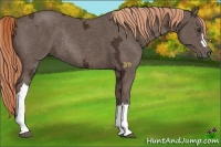 Horse Color:Liver Chestnut Ice Rabicano