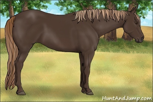 Horse Color:Liver Chestnut 