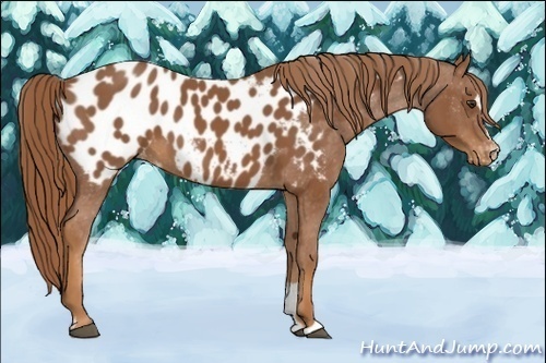 Horse Color:Chestnut Sabino Blanket