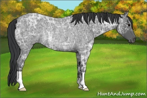 Horse Color:Blue Ice Roan Rabicano