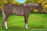 Horse Color:Liver Chestnut Rabicano 