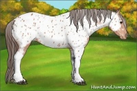 Horse Color:Bay Tobiano Near Leopard 