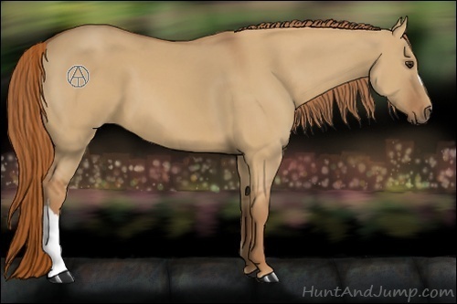 Horse Color:Red Dun 