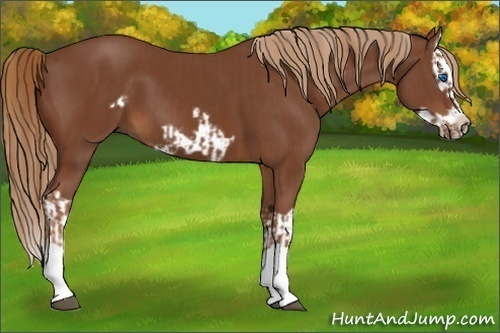 Horse Color:Chestnut Splash Frame  and Chestnut Splash Frame 