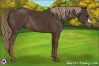 Horse Color:Liver Chestnut Rabicano