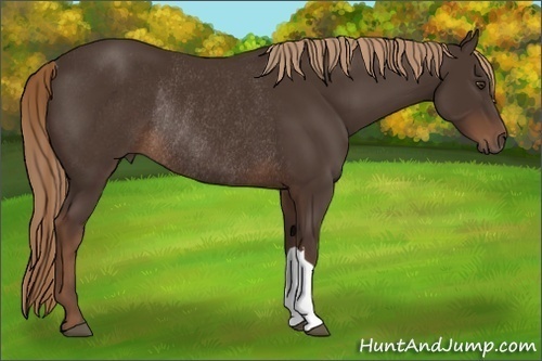 Horse Color:Liver Chestnut Rabicano 